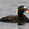 Surf Scoter